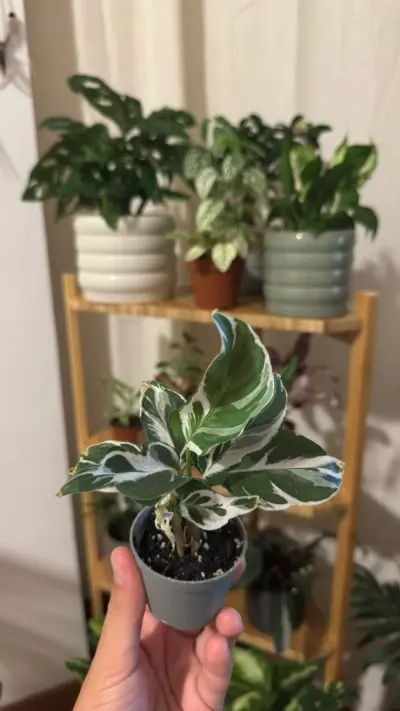 Calathea White Fusion (Goeppertia lietzei 'White Fusion'): Acuarela viva: hojas jaspeadas en verde, blanco y lavanda, con el envés malva