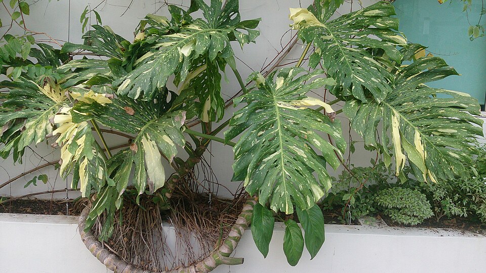 Monstera Deliciosa Variegada — planta de interior RAÍCES