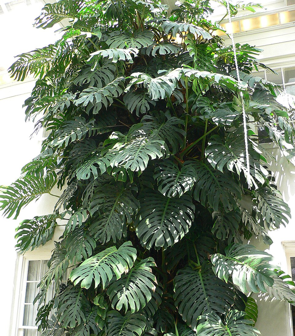 Monstera deliciosa de hojas grandes, ideal como regalo de planta para empleados
