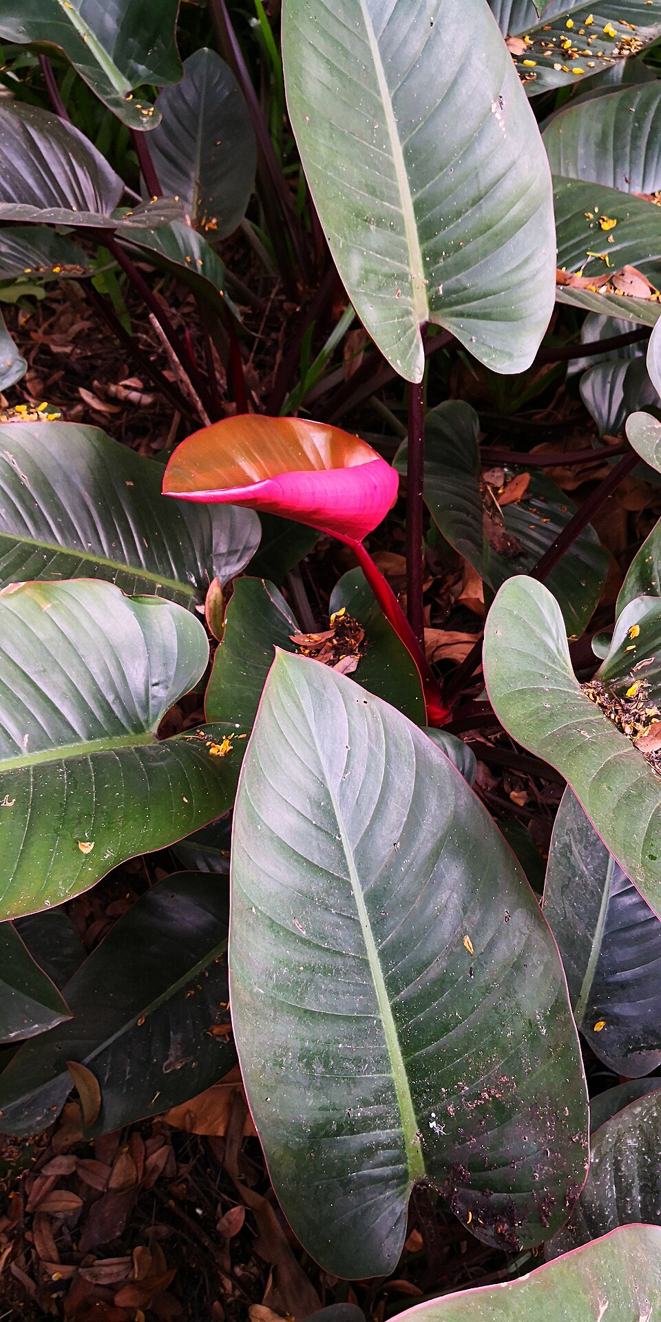 Philodendron Golden Goddess — planta de interior RAÍCES