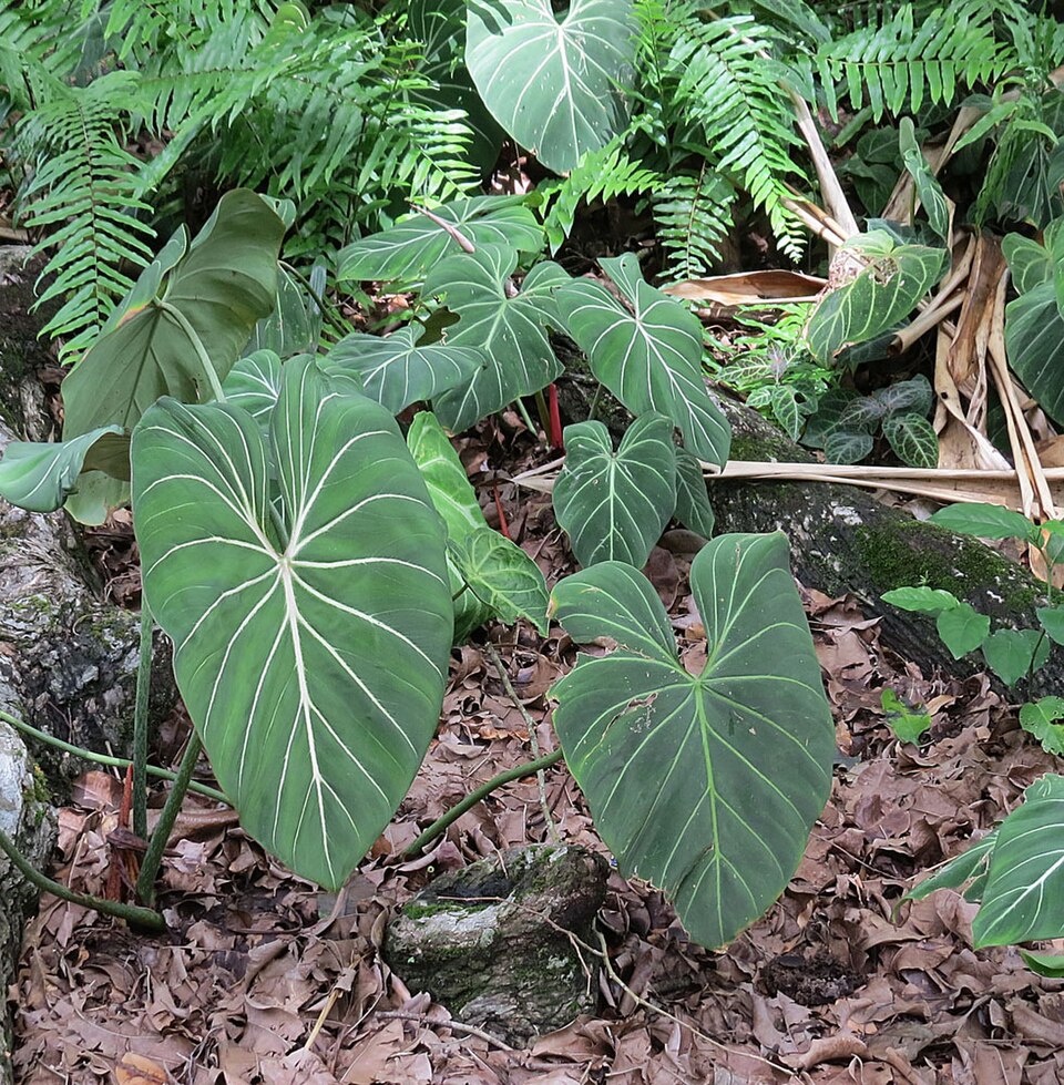 Philodendron Gloriosum — planta de interior RAÍCES