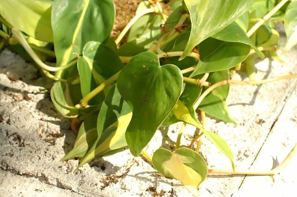 Philodendron Brasil — planta de interior RAÍCES