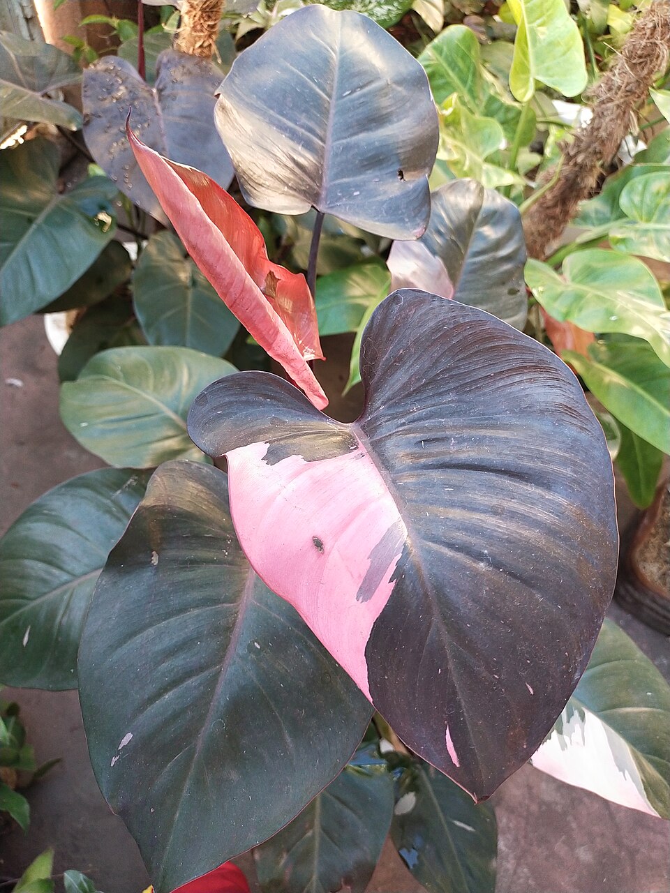 Philodendron Pink Princess — planta de interior RAÍCES