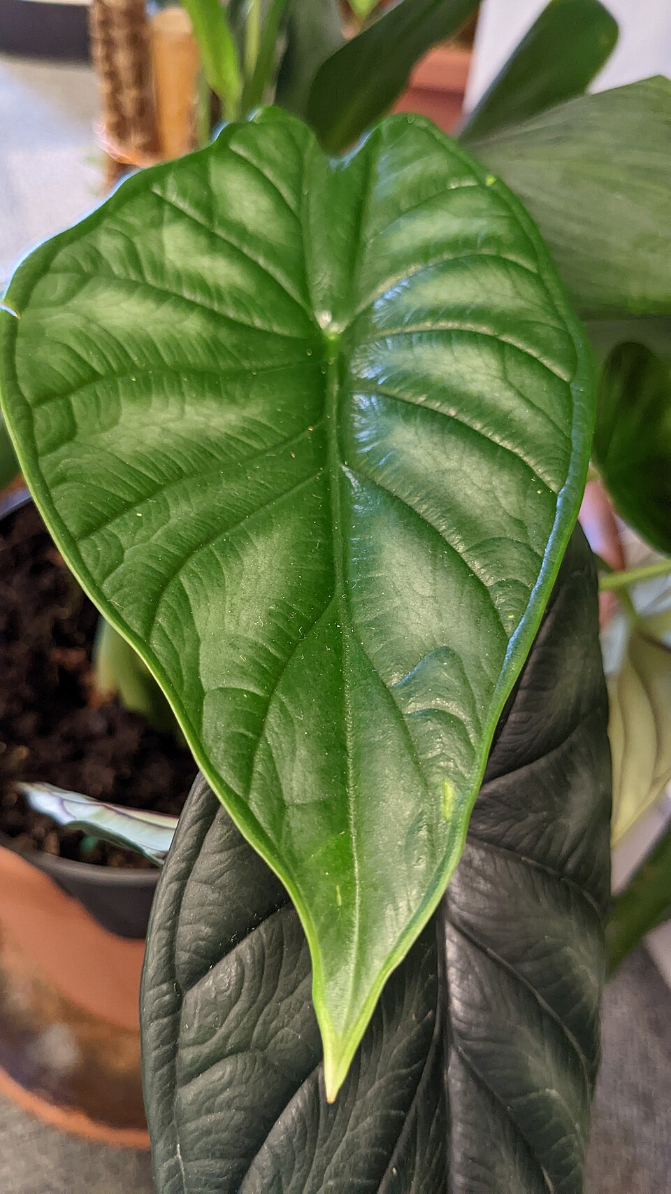 Cómo cuidar una Alocasia Dragon Scale (escamas perfectas, sin araña roja)
