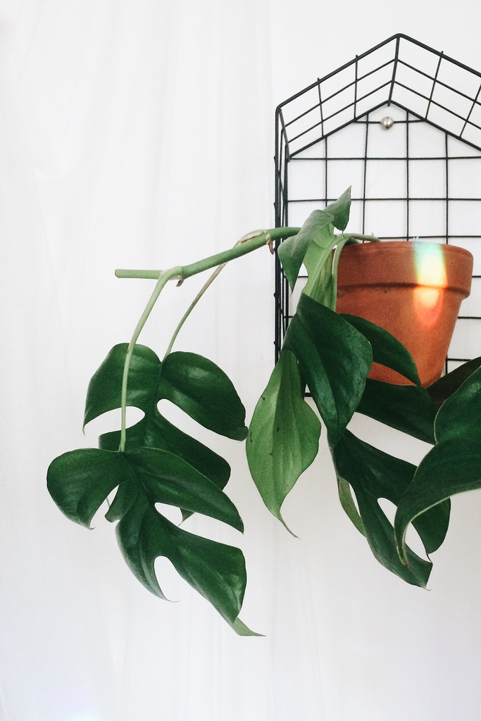 Monstera Mínima — planta de interior RAÍCES
